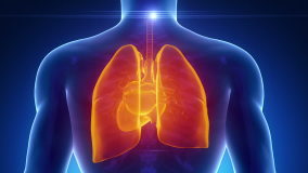 Male LUNGS HEART BRONCHUS medical scan anatomy